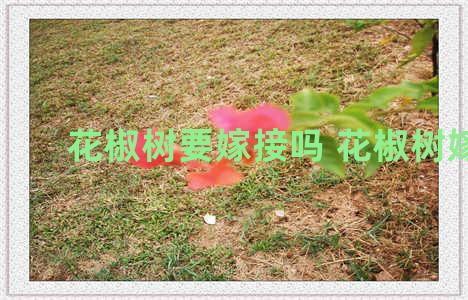 花椒树要嫁接吗 花椒树嫁接